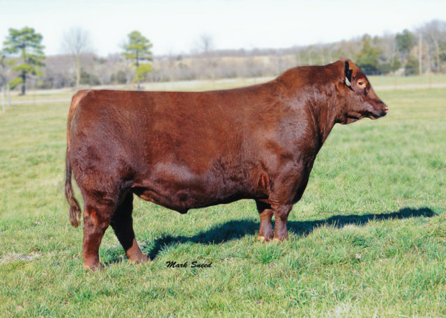 imagem_O Brown JYJ Redemption Y1334 ficou em 1º lugar e também é o touro Red Angus que mais vendeu sêmen na história da GENEX Divulgação GENEXrelease_1461157