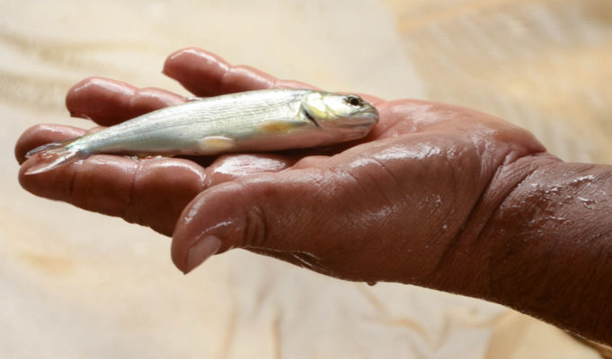 projeto pacu producao de dourados