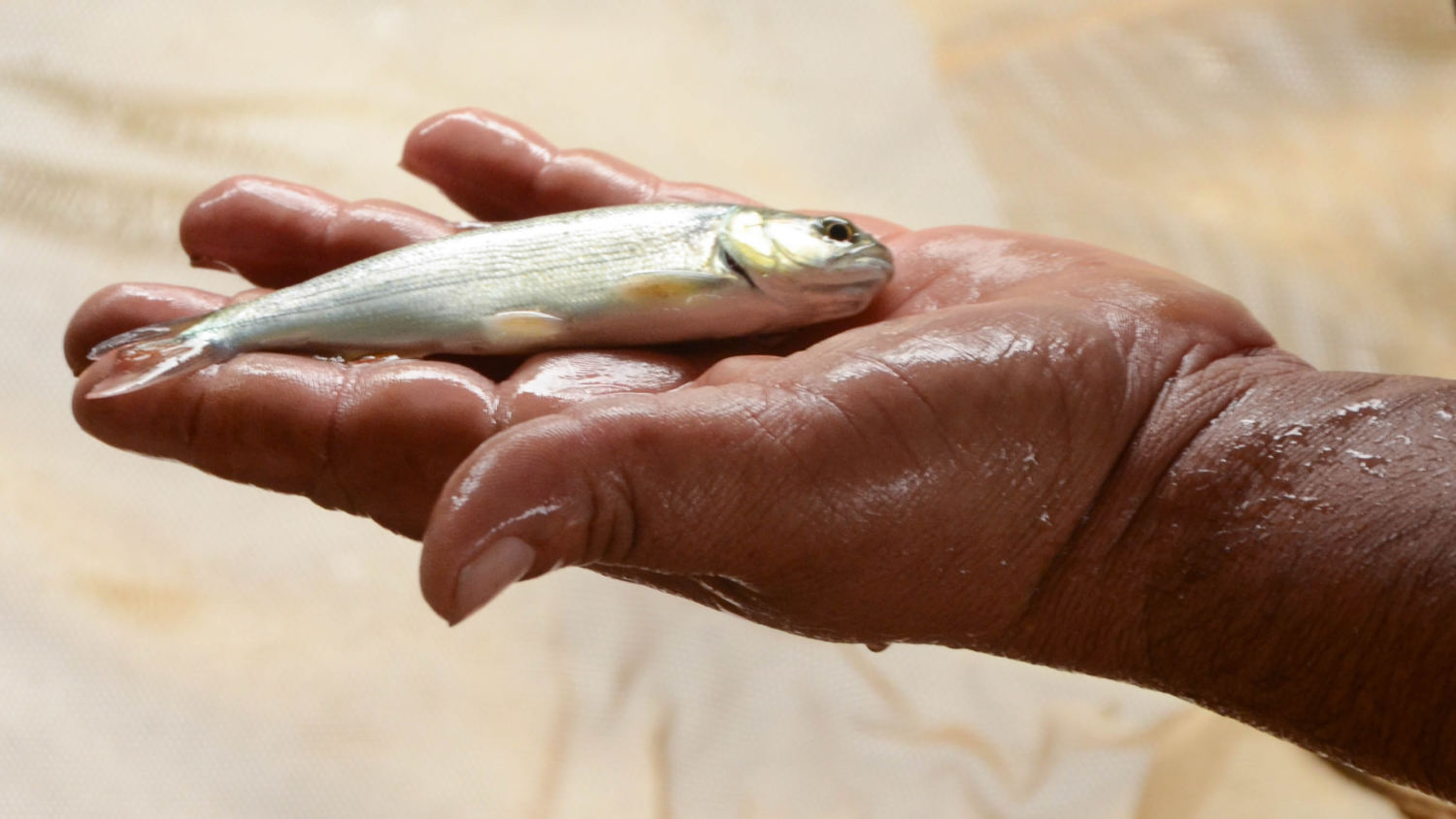 projeto pacu producao de dourados