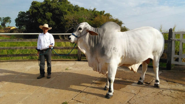 touro Tabapua Urro FIV touro Tabapua Urro FIV