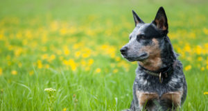 Australian Cattle Dog