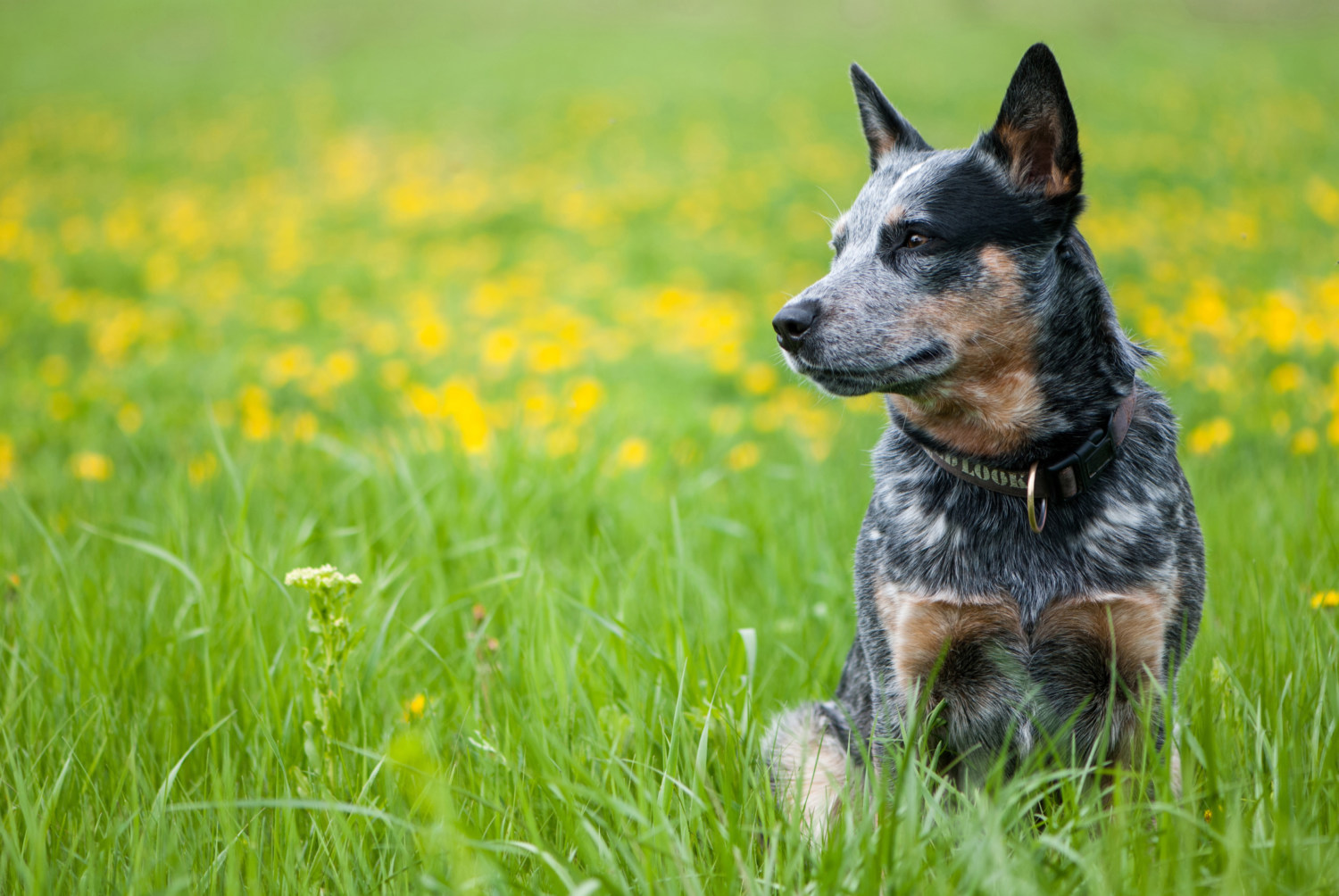 Australian Cattle Dog