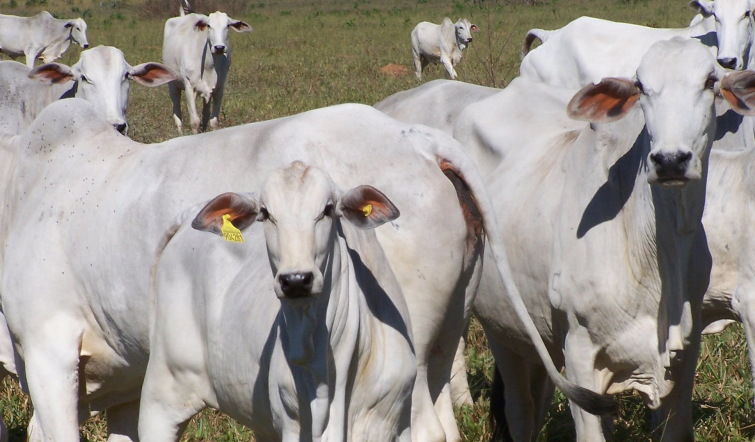 Em-7-meses-de-2018-o-Brasil-exportou-85-mil-toneladas-de-carne-bovina-com-faturamento-de-US-620-milhões