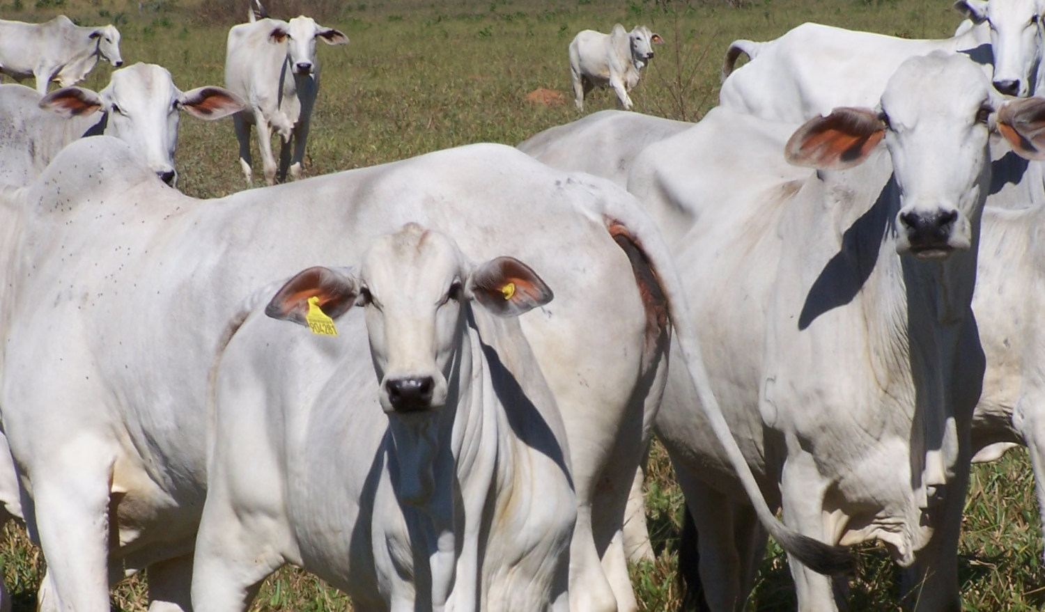 Em-7-meses-de-2018-o-Brasil-exportou-85-mil-toneladas-de-carne-bovina-com-faturamento-de-US-620-milhões