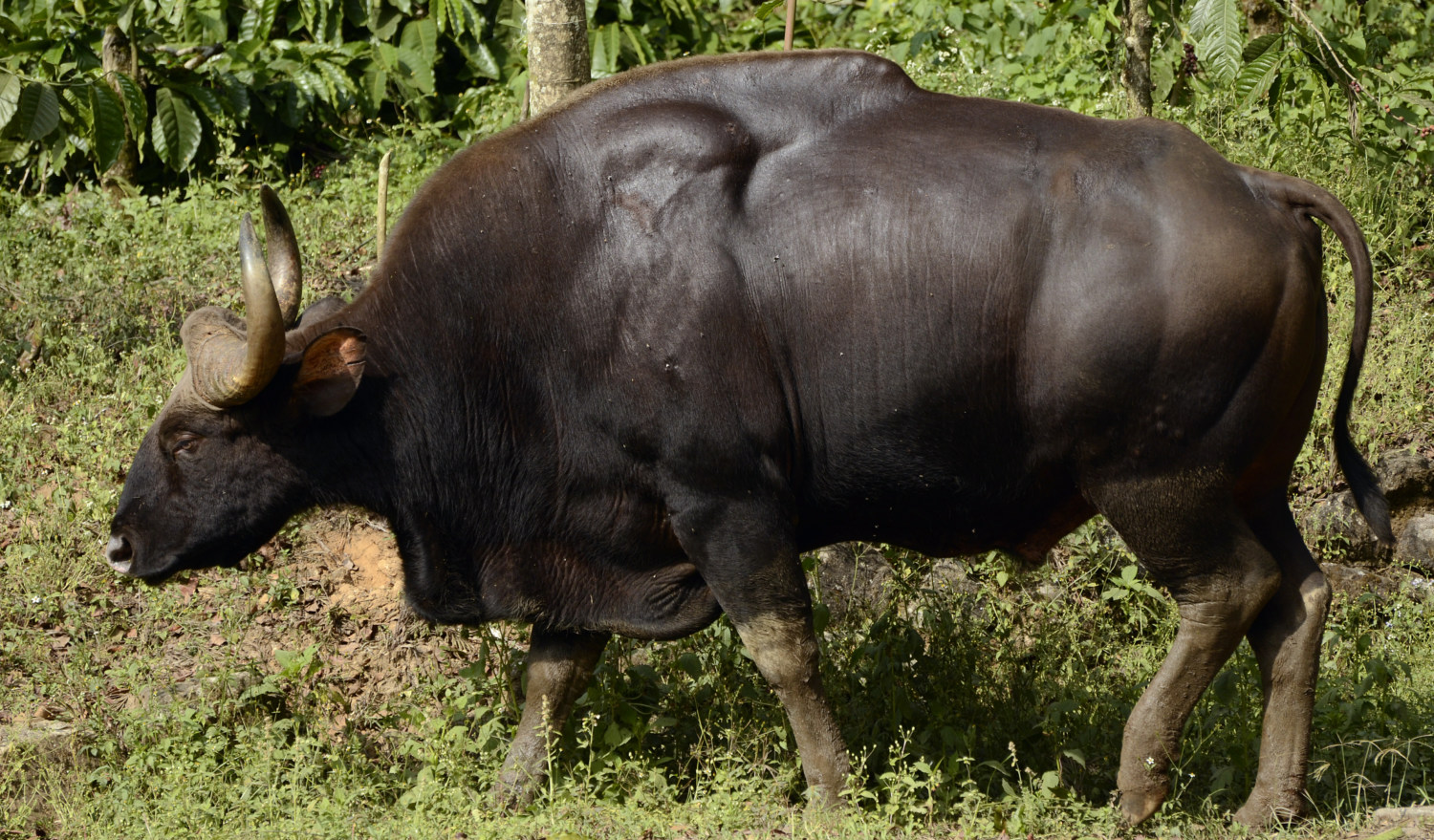 Gauro-maior-bovino-selvagem-do-mundo