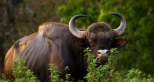 Indian_Bison_Gaur_by_N._A._Naseer