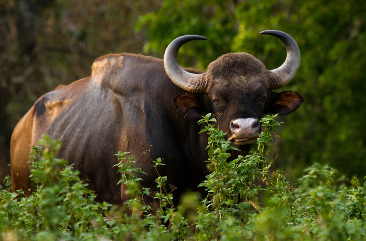 Indian_Bison_Gaur_by_N._A._Naseer