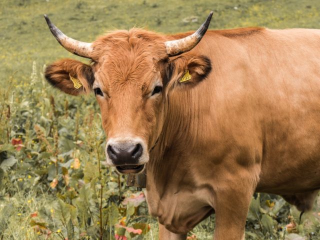 Vacas-com-chifres Vacas-com-chifres