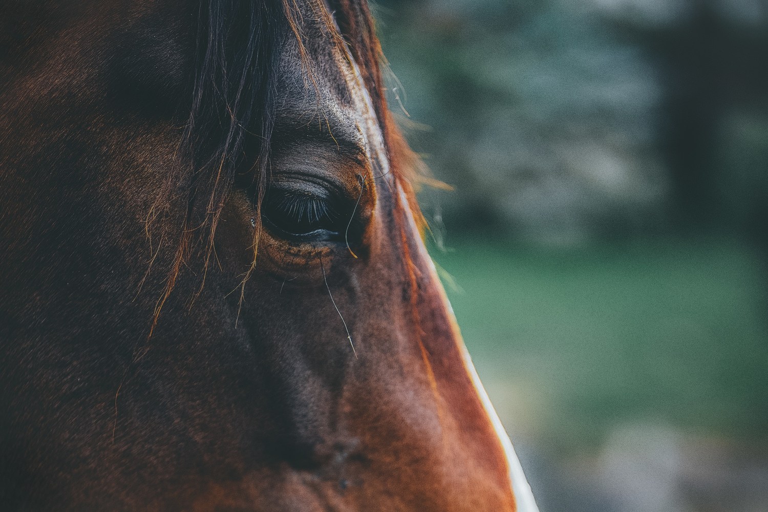 face do cavalo