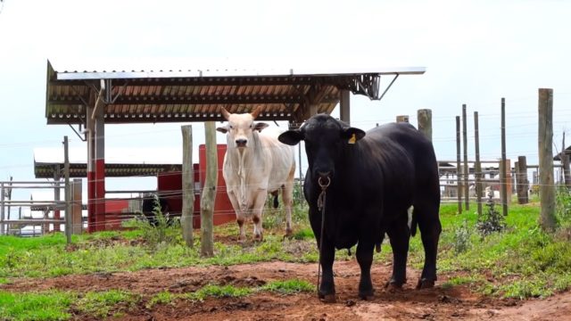 bem-estar-animal-gera-lucro-gerson-sanches-central-bela-vista-1
