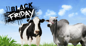 black-friday-semen-bovino