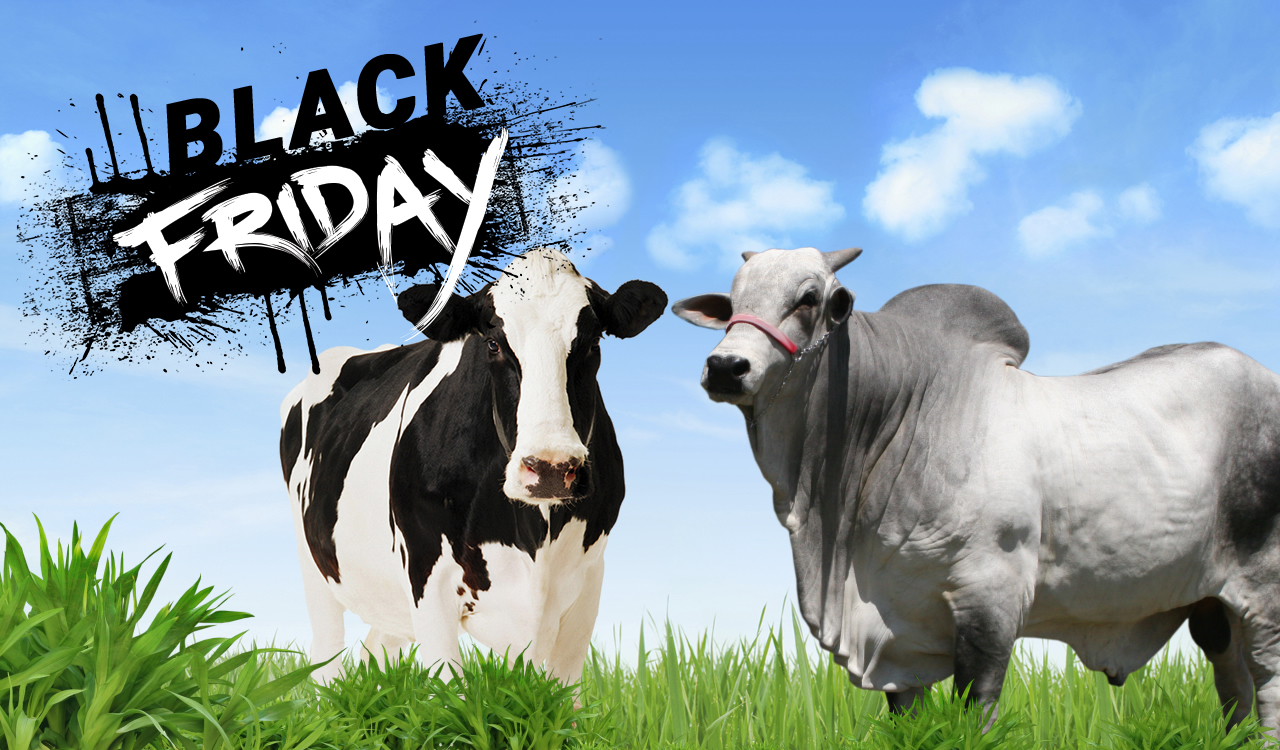 black-friday-semen-bovino