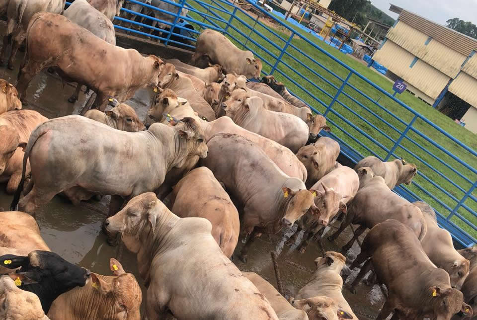 bois-prontos-para-o-abate-frigorifico