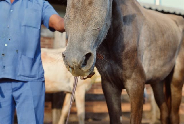 cara-inchada cavalo