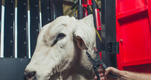 colocando-brinco-no-boi-com-o-tronco-megatron-da-coimma