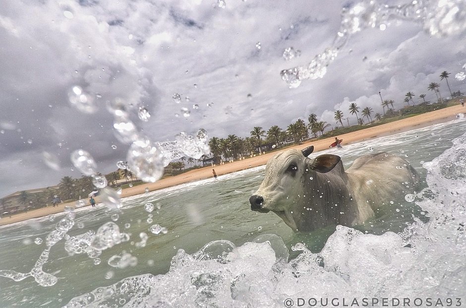 boi morre afogado no mar de salvador