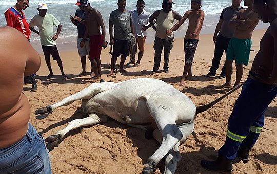 boi morre afogado no mar de salvador