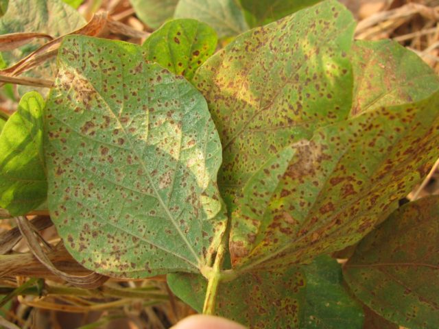 ferrugem-asiativa ferrugem-asiativa
