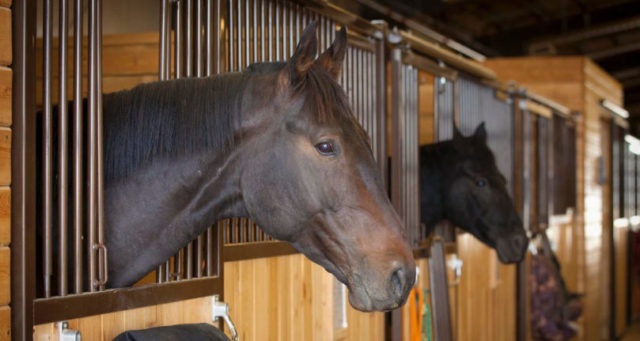 cavalo baia