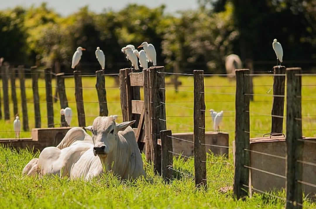 gado-em-harmonia-meio-ambiente