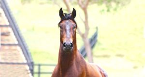 greco-do-yuri-cavalo-margalarga-marchador