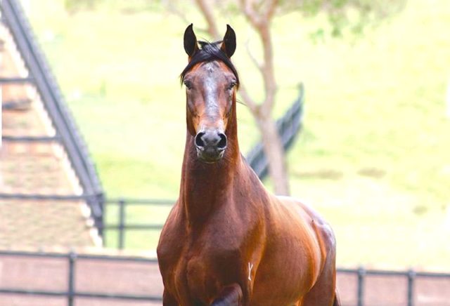 greco-do-yuri-cavalo-margalarga-marchador greco-do-yuri-cavalo-margalarga-marchador