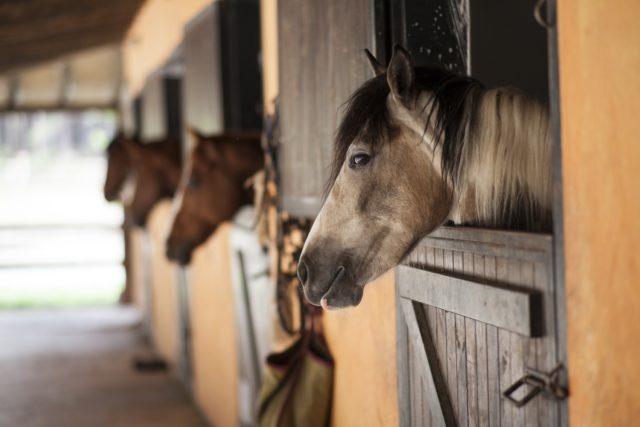 cavalo na baia corredor