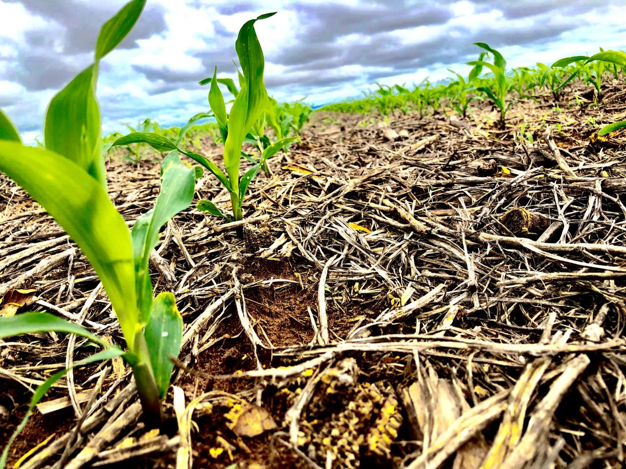 Cinco mentiras que contaram para você sobre o agronegócio - DefesaNet