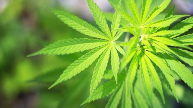 maconha