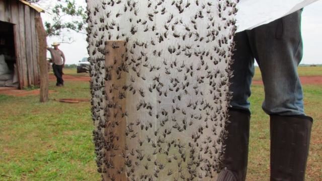 mosca-do-estabulo