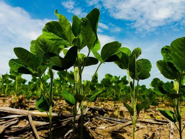 plantio-da-soja-ms plantio-da-soja-ms