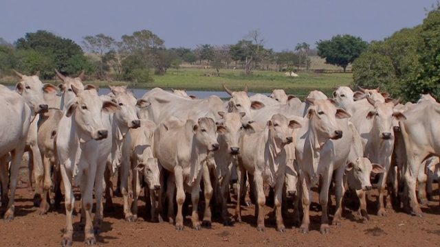 vaca e bezerro vaca e bezerro