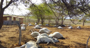 tanhacu-gados-mortos-em-fazenda