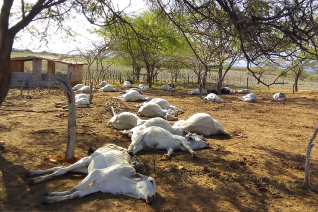 tanhacu-gados-mortos-em-fazenda tanhacu-gados-mortos-em-fazenda