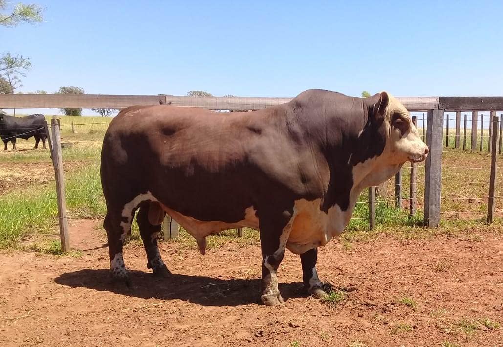 touro-K028-montanha