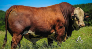 touro-braford-FUZIL-da-fazenda-mae-rainha