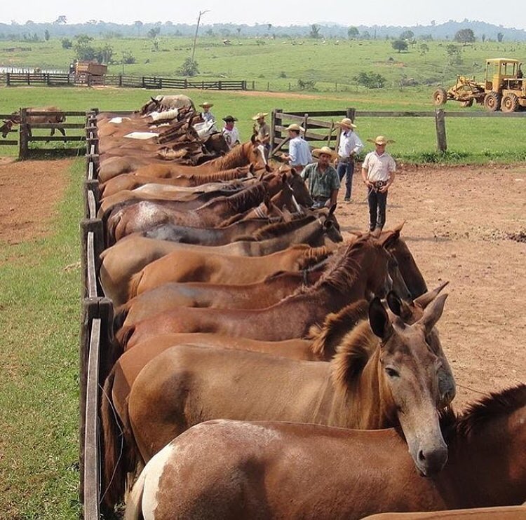 tropa-de-mulas