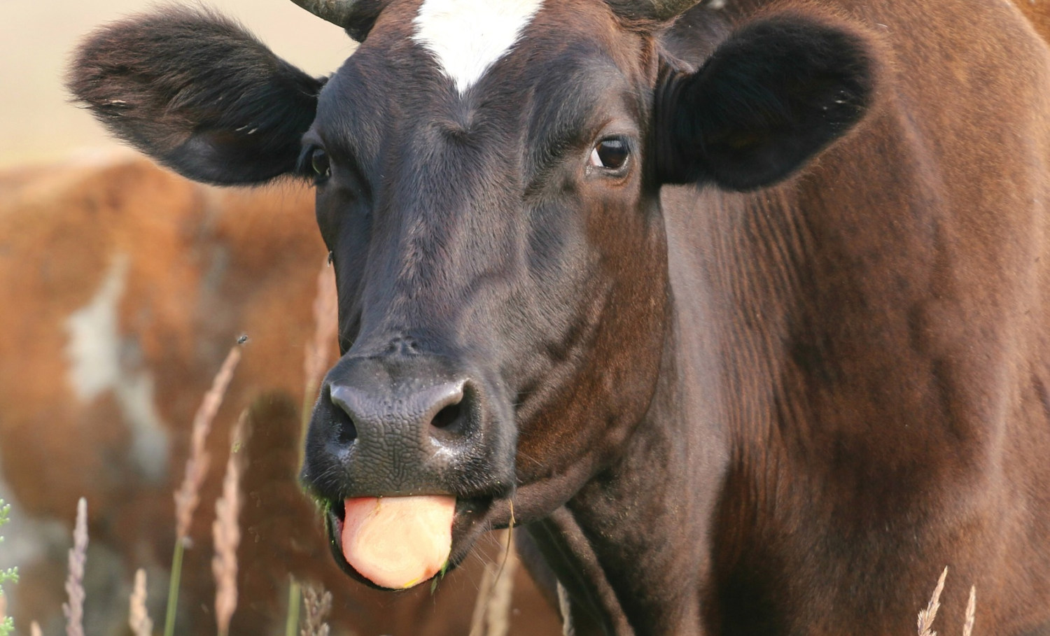 vaca-mostrando-a-lingua
