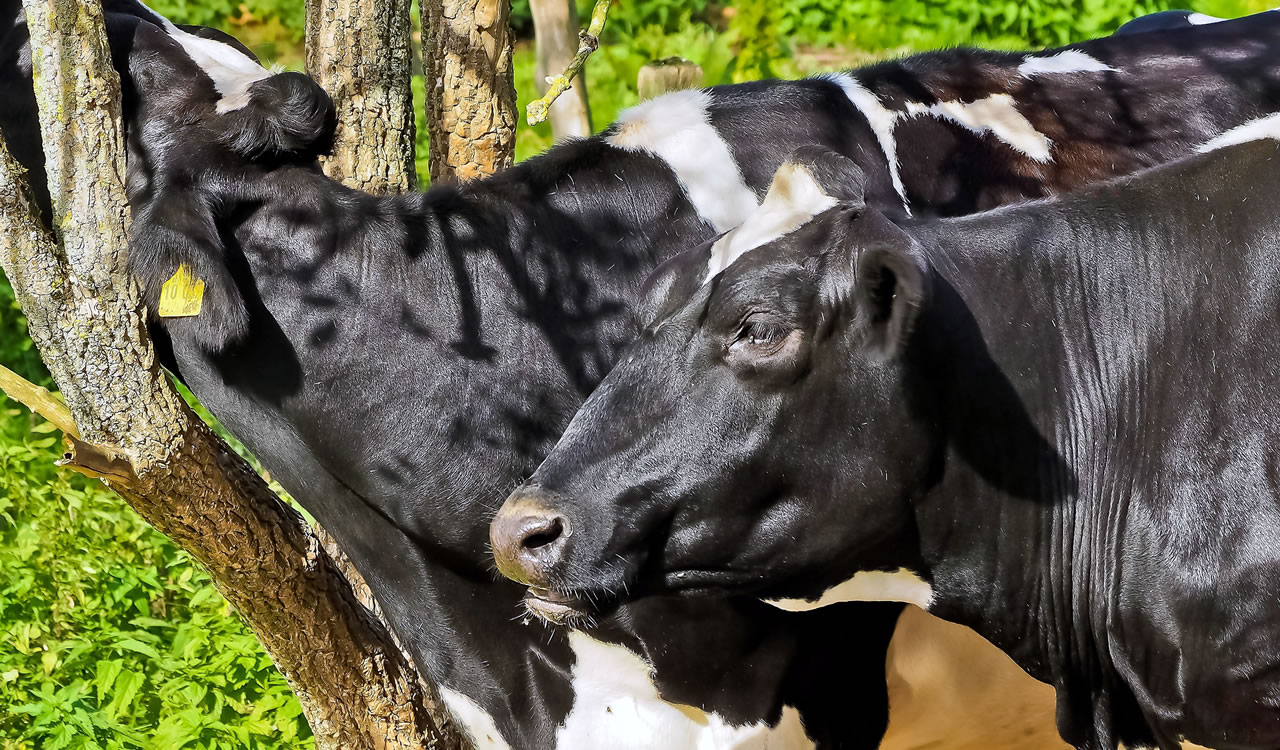 Seleção para saúde das vacas melhora produção de leite