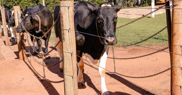 vacas-leiteiras vacas-leiteiras