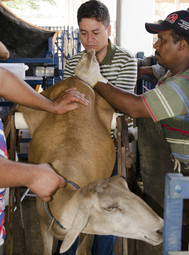 Técnicos da Embrapa fazem inseminação artificial em ovinos.