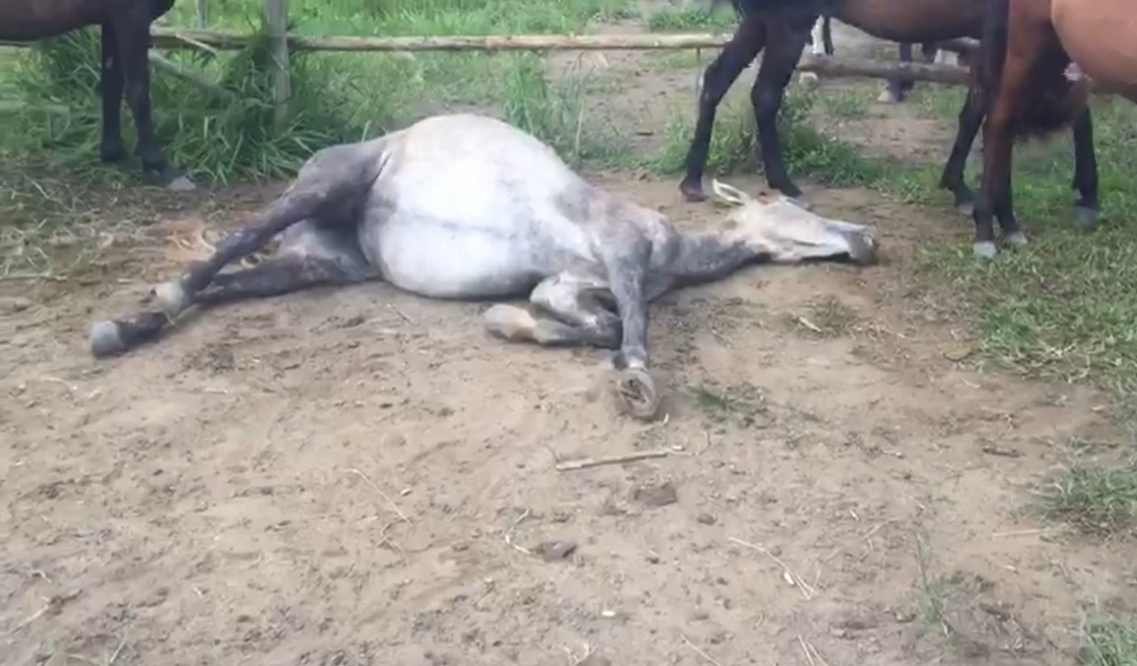 Aveia contaminada mata 13 cavalos no Distrito Federal