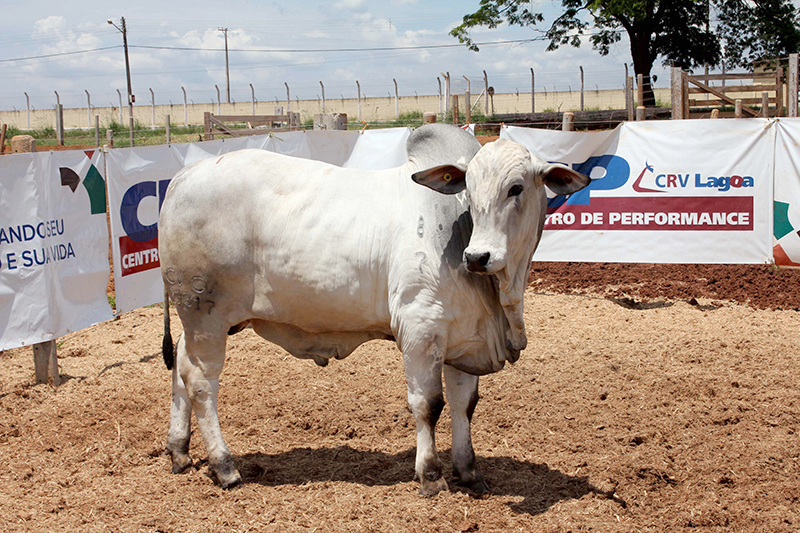 Dodge-de-CV-foi-o-campeão-do-CP-da-raça-Nelore