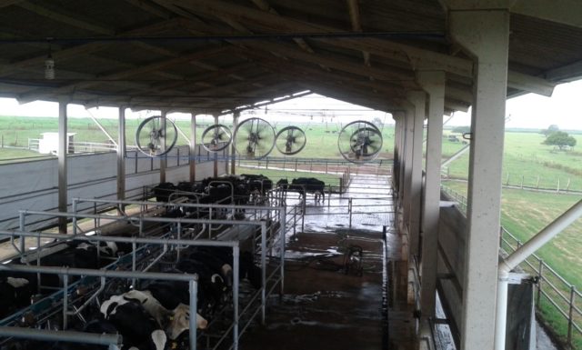 Fator de maior impacto econômico na pecuária leiteira, empresa aposta em soluções inovadoras contra o estresse térmico das vacas.