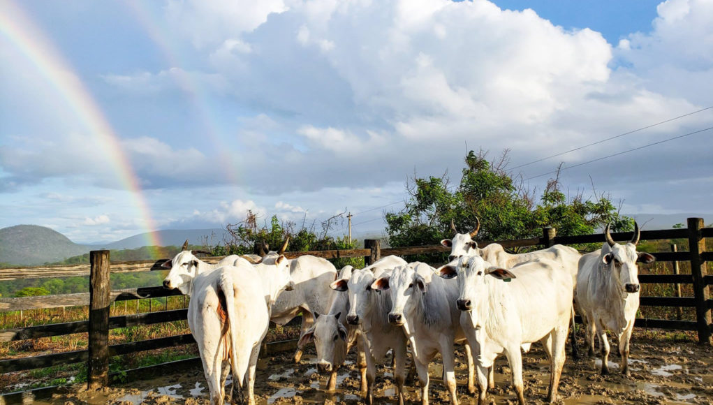 Nelore-Marca-11-Pecuaria-de-resultados-arco-iris vacas