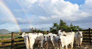 Nelore-Marca-11-Pecuaria-de-resultados-arco-iris vacas