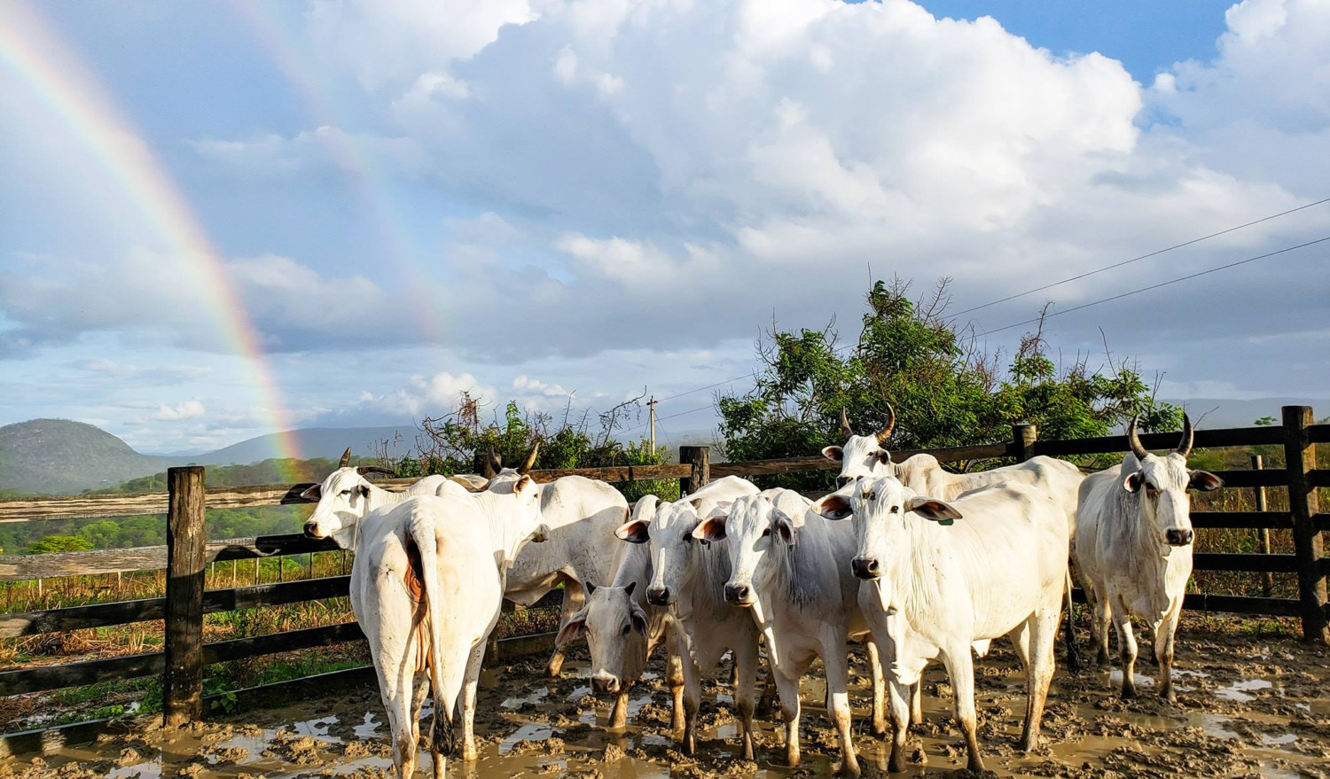 Nelore-Marca-11-Pecuaria-de-resultados-arco-iris vacas