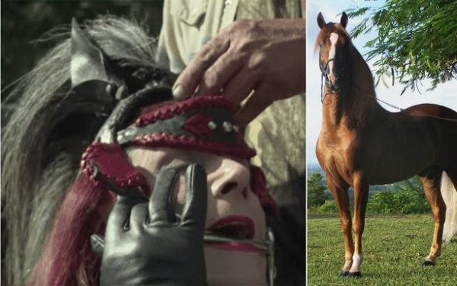 mulher cavalo