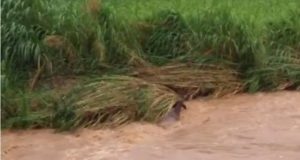 Vídeo mostra gados sendo arrastados por correnteza em Lagoinha