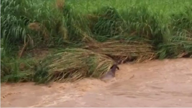 Vídeo mostra gados sendo arrastados por correnteza em Lagoinha